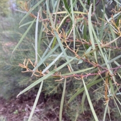 Acacia doratoxylon (Currawang) at Myall Park, NSW - 23 Jun 2024 by Tapirlord