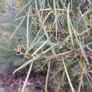 Acacia doratoxylon (Currawang) at Myall Park, NSW by Tapirlord