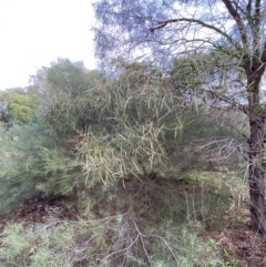 Acacia doratoxylon at Myall Park, NSW - 24 Jun 2024