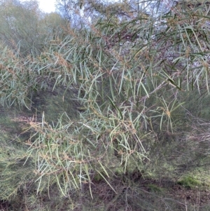 Acacia doratoxylon at Myall Park, NSW - 24 Jun 2024