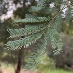 Acacia deanei subsp. paucijuga (Green Wattle) at Myall Park, NSW - 24 Jun 2024 by Tapirlord