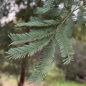 Acacia deanei subsp. paucijuga (Green Wattle) at Myall Park, NSW by Tapirlord