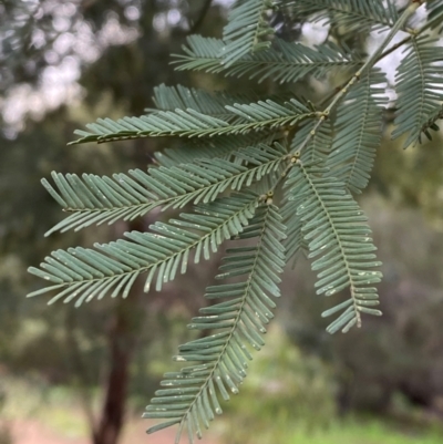 Acacia deanei subsp. paucijuga (Green Wattle) at Myall Park, NSW - 24 Jun 2024 by Tapirlord