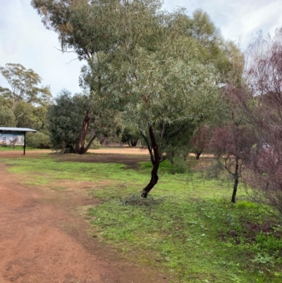 Eucalyptus sideroxylon subsp. sideroxylon (Mugga Ironbark or Red Ironbark) at Myall Park, NSW - 23 Jun 2024 by Tapirlord