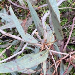 Eucalyptus sideroxylon subsp. sideroxylon at Myall Park, NSW - 24 Jun 2024 09:53 AM