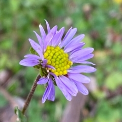 Calotis cuneifolia (Purple Burr-daisy) at Myall Park, NSW - 23 Jun 2024 by Tapirlord