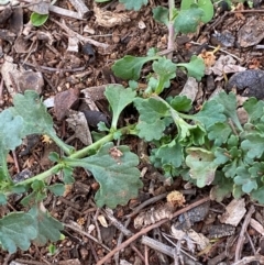 Calotis cuneifolia at Myall Park, NSW - 24 Jun 2024 09:53 AM