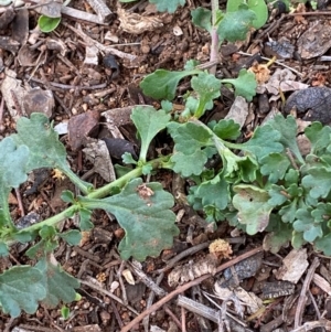 Calotis cuneifolia at Myall Park, NSW - 24 Jun 2024 09:53 AM