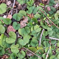 Dichondra repens (Kidney Weed) at Myall Park, NSW - 23 Jun 2024 by Tapirlord