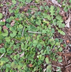 Dichondra repens at Myall Park, NSW - 24 Jun 2024 09:53 AM