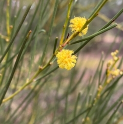 Acacia calamifolia (Sandhill Wattle, Reed-leaf Wattle, Wallowa) at Myall Park, NSW - 24 Jun 2024 by Tapirlord