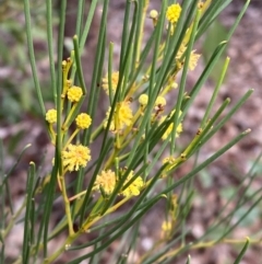 Acacia calamifolia at Myall Park, NSW - 24 Jun 2024