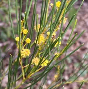 Acacia calamifolia at Myall Park, NSW - 24 Jun 2024 09:53 AM