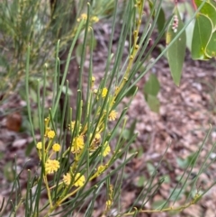 Acacia calamifolia at Myall Park, NSW - 24 Jun 2024