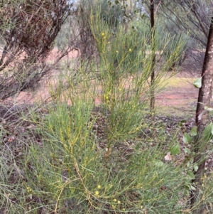 Acacia calamifolia at Myall Park, NSW - 24 Jun 2024 09:53 AM