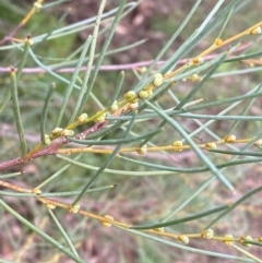 Hakea tephrosperma (Hooked Needlewood) at Myall Park, NSW - 24 Jun 2024 by Tapirlord