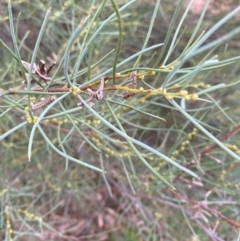 Hakea tephrosperma at Myall Park, NSW - 24 Jun 2024