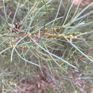 Hakea tephrosperma at Myall Park, NSW - 24 Jun 2024