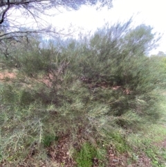 Hakea tephrosperma at Myall Park, NSW - 24 Jun 2024