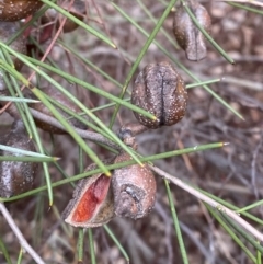 Hakea tephrosperma at Myall Park, NSW - 24 Jun 2024