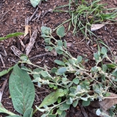 Chenopodium desertorum subsp. microphyllum (Small-Leaf Goosefoot) at Myall Park, NSW - 24 Jun 2024 by Tapirlord