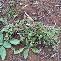 Chenopodium desertorum subsp. microphyllum at Myall Park, NSW - 24 Jun 2024