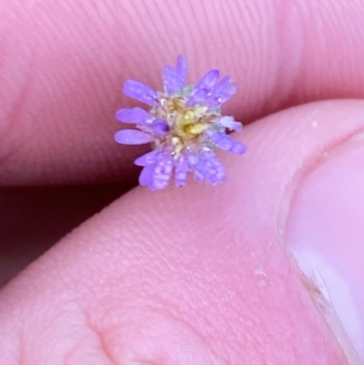 Vittadinia gracilis (New Holland Daisy) at Myall Park, NSW - 24 Jun 2024 by Tapirlord