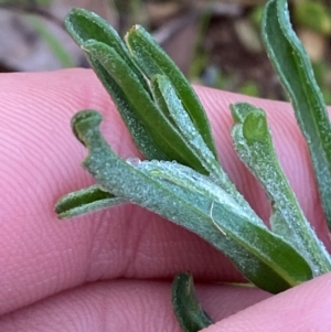 Vittadinia gracilis at Myall Park, NSW - 24 Jun 2024