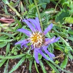 Calotis cuneifolia (Purple Burr-daisy) at Myall Park, NSW - 24 Jun 2024 by Tapirlord