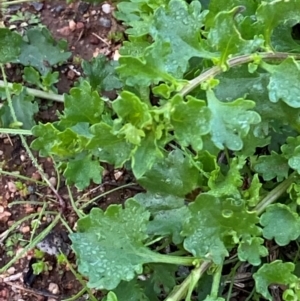 Calotis cuneifolia at Myall Park, NSW - 24 Jun 2024