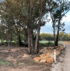 Eucalyptus melliodora (Yellow Box) at Myall Park, NSW - 24 Jun 2024 by Tapirlord