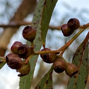 Eucalyptus melliodora at Myall Park, NSW - 24 Jun 2024 07:58 AM