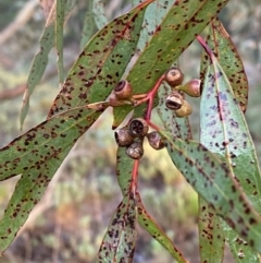 Eucalyptus melliodora at Myall Park, NSW - 24 Jun 2024