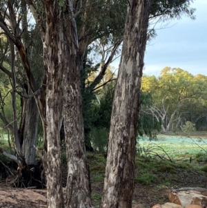 Eucalyptus melliodora at Myall Park, NSW - 24 Jun 2024 07:58 AM