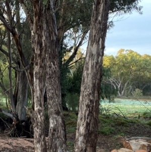 Eucalyptus melliodora at Myall Park, NSW - 24 Jun 2024