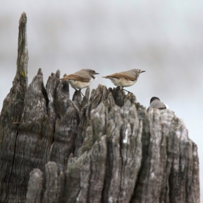 Epthianura albifrons (White-fronted Chat) at Winton North, VIC - 15 Jul 2024 by jb2602