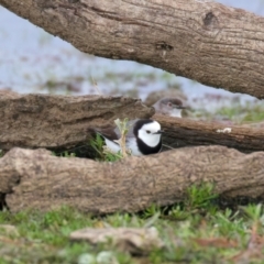 Epthianura albifrons (White-fronted Chat) at Winton Wetlands - 15 Jul 2024 by jb2602