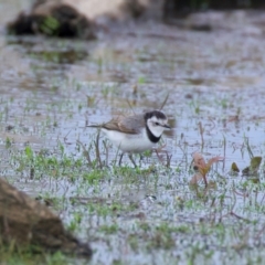 Epthianura albifrons at Winton North, VIC - 15 Jul 2024