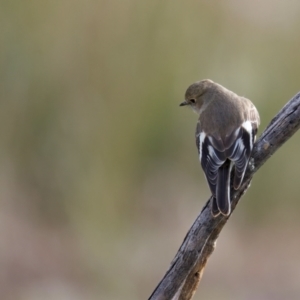 Petroica phoenicea at Chesney Vale, VIC - 15 Jul 2024