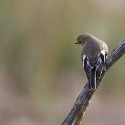 Petroica phoenicea (Flame Robin) at Winton Wetlands - 15 Jul 2024 by jb2602