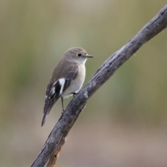 Petroica phoenicea at Chesney Vale, VIC - 15 Jul 2024 11:35 AM