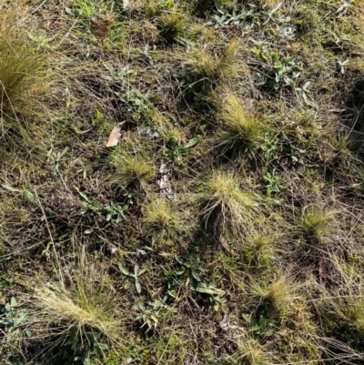 Nassella trichotoma (Serrated Tussock) at Nicholls, ACT - 17 Jul 2024 by mcosgrove