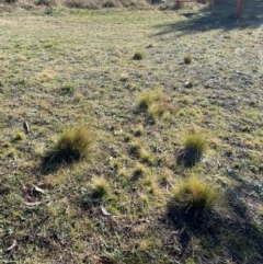 Nassella trichotoma at Nicholls, ACT - 17 Jul 2024