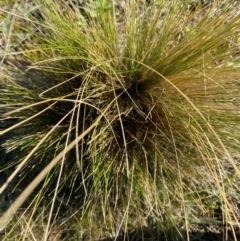 Nassella trichotoma at Nicholls, ACT - 17 Jul 2024