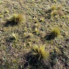 Nassella trichotoma at Nicholls, ACT - 17 Jul 2024