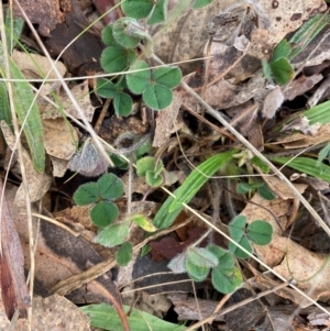 Trifolium sp. at Watson, ACT - 11 Jul 2024