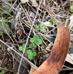 Trifolium sp. at Watson, ACT - 11 Jul 2024