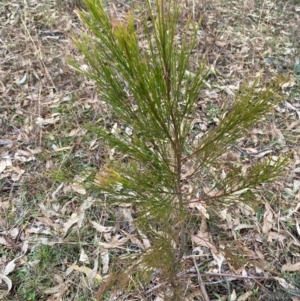 Exocarpos cupressiformis at Watson, ACT - 11 Jul 2024