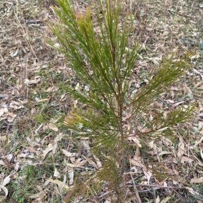 Exocarpos cupressiformis (Cherry Ballart) at Watson, ACT - 11 Jul 2024 by mcosgrove