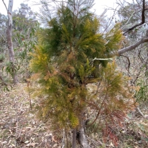 Exocarpos cupressiformis at Watson, ACT - 11 Jul 2024